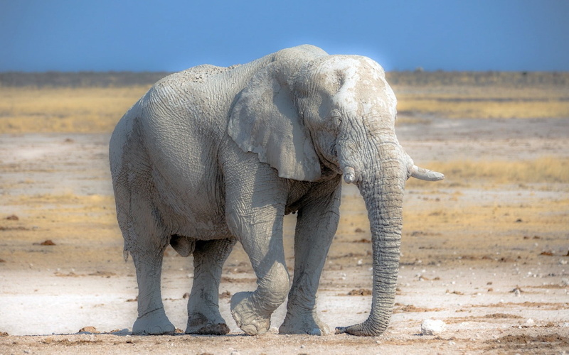 african Elephant, arid climate, full length, herbivorous, side view, wildlife, tusk, beauty In Nature, landscape, walking, standing, savannah, mammal, vertebrate