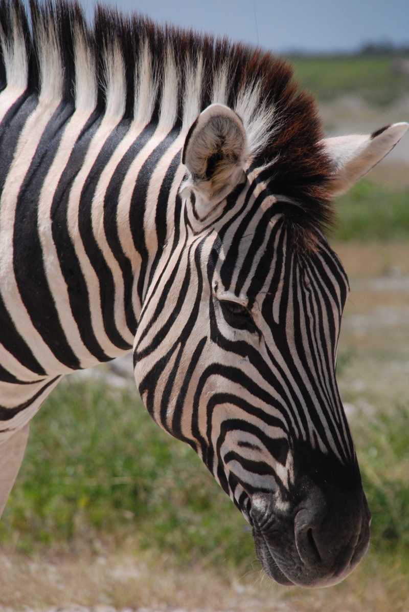 domestic animals, pony, focus on foreground, namibia, mammal, herbivorous, 4K, etosha, vertebrate, day, animal markings, animal, black, etosha national park