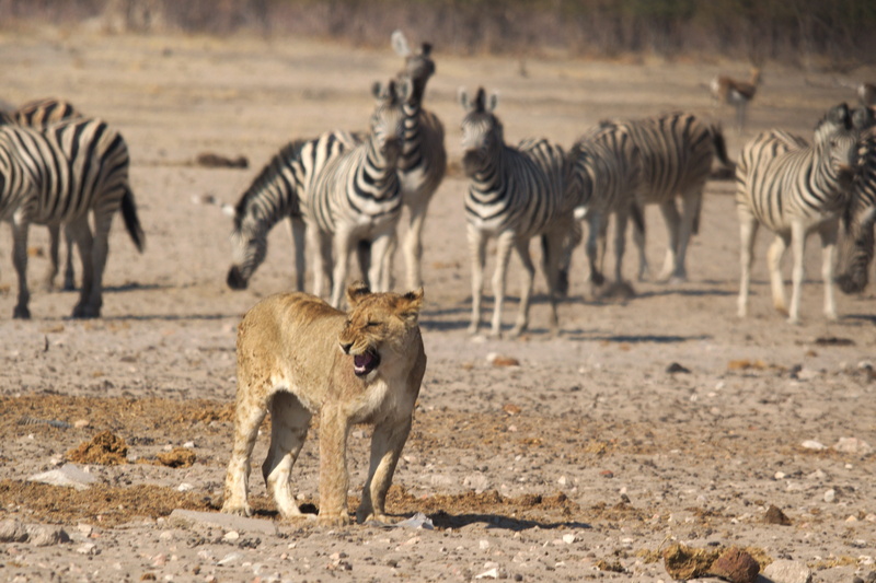 mammal, tanzania, safari Animals, animal, animals And Pets, no people, safari, africa, mammals, serengeti National Park, large group of animals, wilderness Area