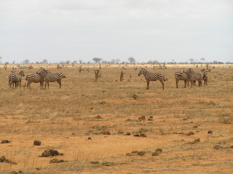 striped, land, field, herd, day, wild, herbivorous, wilderness Area, climate, animal themes, animal wildlife, east Africa, zebra, 1080P, zebra crossing