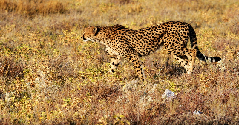animals In The Wild, animal wildlife, grass, carnivora, vertebrate, kenya, safari Animals, etosha, endangered Species, wildlife, outdoors, cheetah, wildlife Reserve