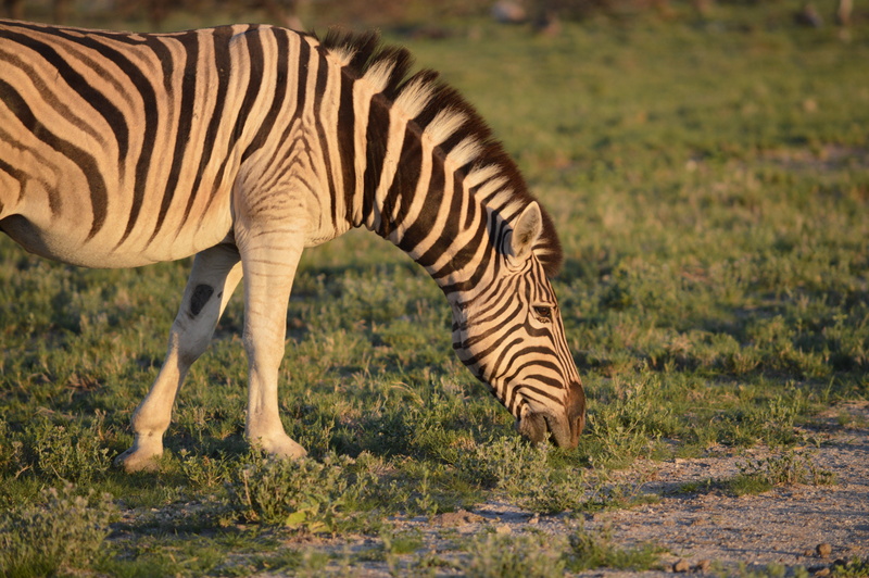 savannah, vertebrate, day, black white, field, striped, africa, domestic animals, animal themes, wildlife, wild horse, one animal, plain, animal, green