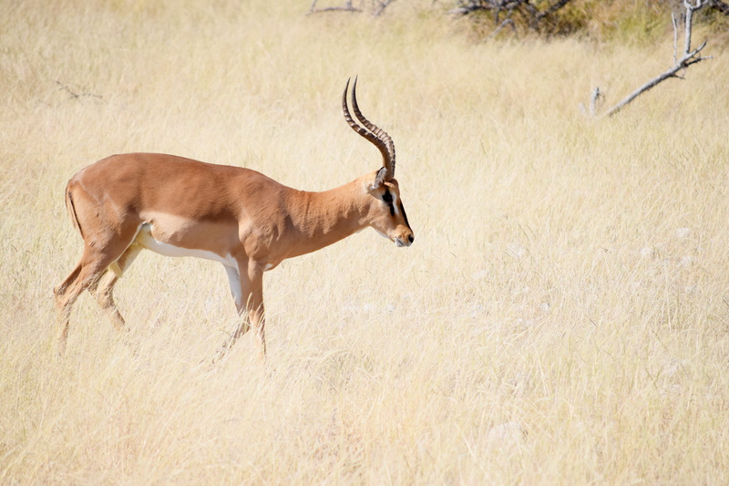 animal themes, field, outdoors, impala, national park, horned, grass, vertebrate, 5K, namibia, nature, animal, mammal, antelope, safari, side view, animal wildlife