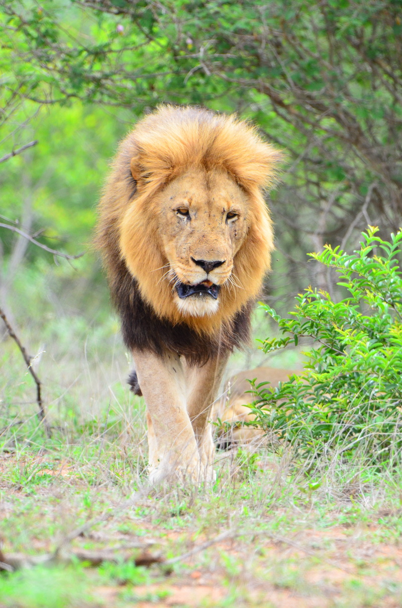 mammal, 4K, vertebrate, male animal, lion, grass, carnivora, outdoors, nature, day, animals in the wild, undomesticated cat, pets, land, animal, one animal