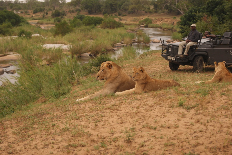 lion sands, wildlife, group of animals, sabi sands, field, animals in the wild, tree, lion - feline, nature, game drive, lions, plant, mammal, feline, animal wildlife