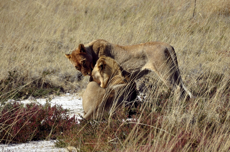 domestic animals, africa, namibia, two animals, 2K, serengeti National Park, land, grass, big Cat, savannah, plant, carnivore, lion, tanzania, field, group of animals