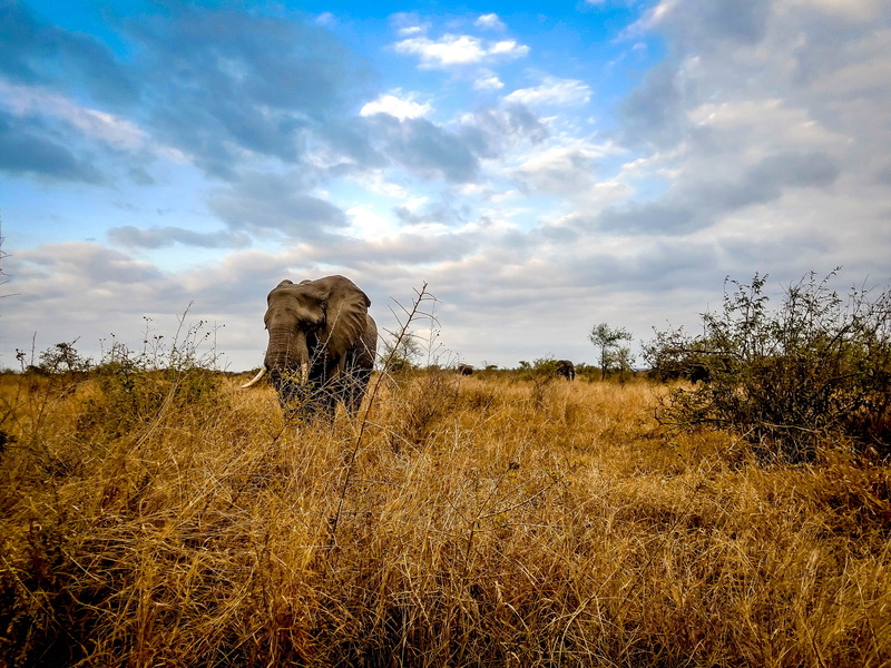 domestic, 4K, outdoors, landscape, no people, elephant, safari, africa, beauty in nature, michael liao, one animal, herbivorous, animal wildlife, kruger national park