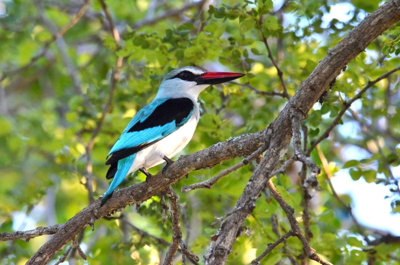 Birds, Branch, Woodland Kingfisher, Kingfisher, 1080P, South Africa, Bird, Kruger National Park
