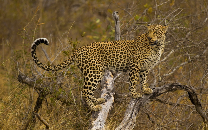 east Africa, majestic, large, carnivora, no People, kruger National Park, mammal, cheetah, branch, endangered Species, stand, outdoors, animal themes, spotted