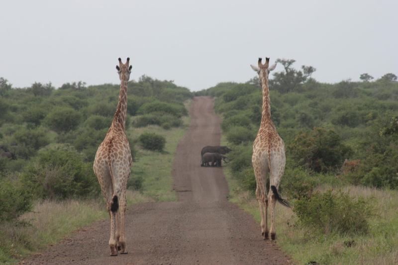1080P, animal wildlife, no people, animal, land, mammal, road, sky, plant, standing, outdoors, grass, day, kruger national park, landscape, animals in the wild