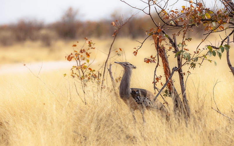 wilderness Area, wildlife Reserve, vertebrate, kruger National Park, safari, wildlife, day, bird, feather, 720P, ostrich, beauty In Nature, kenya, east Africa