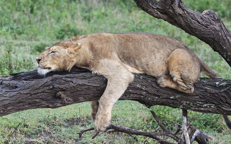 safari Animals, carnivore, down, wildlife Reserve, female Animal, vertebrate, nature, animal themes, danger, large, tanzania, wilderness Area, undomesticated Cat