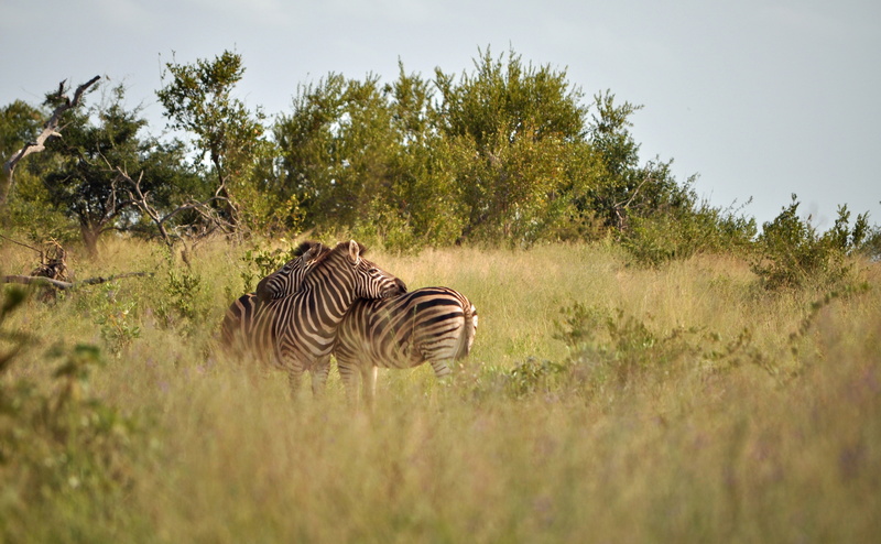 Animals, 4K, striped, animal wildlife, day, land, wild animals, plant, national, no people, nature, outdoors, grass, group of animals, Wild, safari, vertebrate
