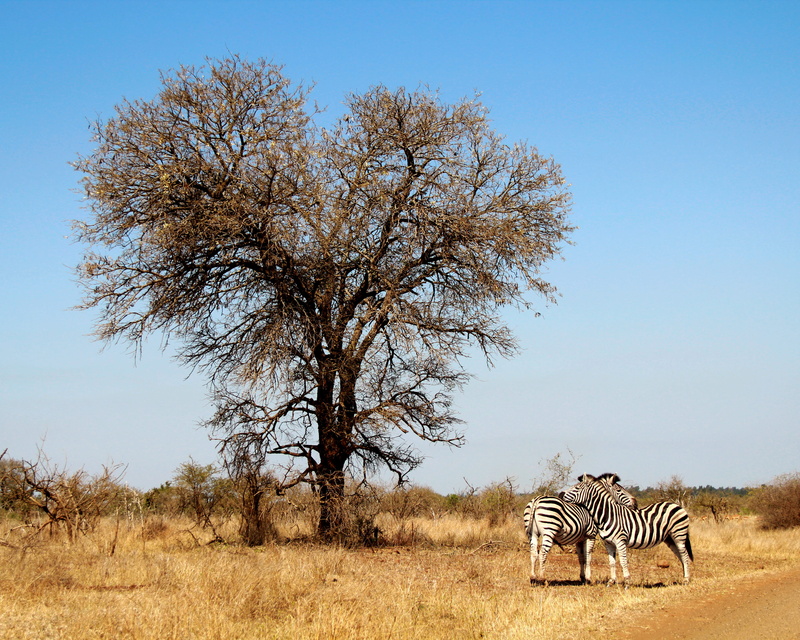 sunrise, two, beside, south africa, no people, animal, animal wildlife, mammal, savanna, countryside, plant, leafless, herbivorous, africa, animals in the wild