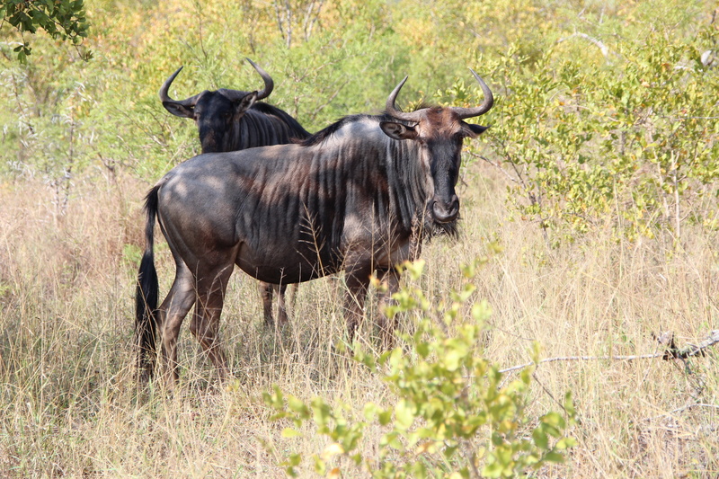 day, herd, no people, field, 5K, animal wildlife, mammal, animal, grass, kruger national park 2014, herbivorous, animal themes, plant, animals in the wild