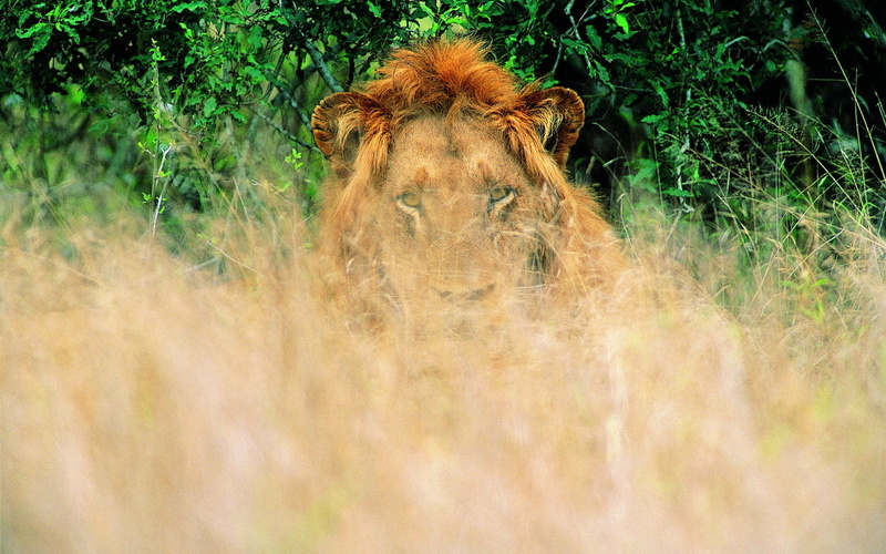 nature, large, brown, kenya, undomesticated Cat, pets, east Africa, one animal, no People, cat, wild Animals, kruger National Park, animal wildlife, mammal
