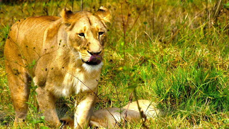 kruger National Park, savannah, lion, national Park, tiger, animal themes, no People, uncultivated, africa, mammal, lioness, safari, beauty In Nature, mouth open