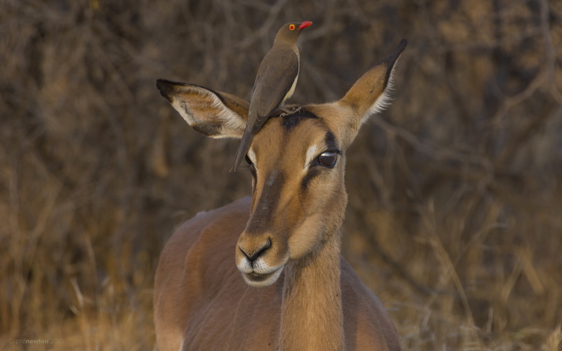 2K, South Africa, Red-billed Oxpecker, Impala, Kruger National Park