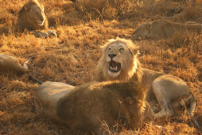 kruger national park, pride, 4K, animals in the wild, animal, no people, south africa, animal wildlife, animal themes, grass, kruger, field, lion - feline