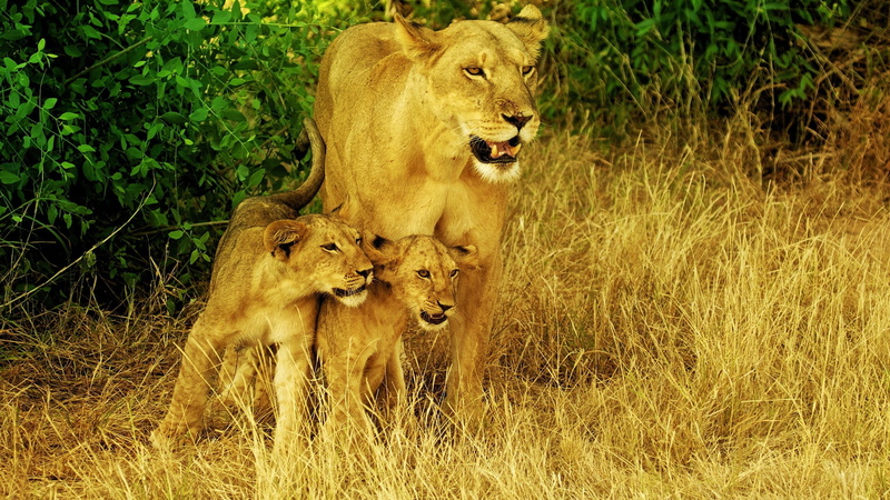 danger, majestic, wildlife, lion - Feline, savannah, male Animal, cat, safari Animals, no People, family, wilderness Area, grass, south Africa, east Africa