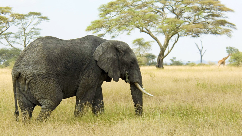 african elephant, elephants, landscape, dangerous, nature, tree, kruger, animal wildlife, bull, mammal, south, animals in the wild, safari, park, national