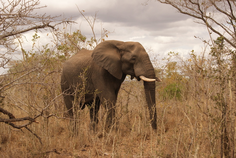 vertebrate, nature, south africa, kruger national park, animal body part, plant, sabie park, tree, sabi sabi bush lodge, no people, day, 4K, wildlife