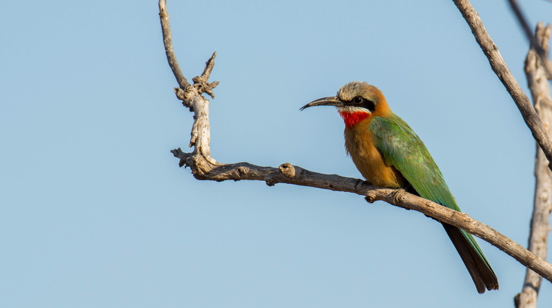 one animal, branch, no people, kruger national park, tropical bird, nature, wilderness, tree, africa, beauty in nature, national park, animal body part