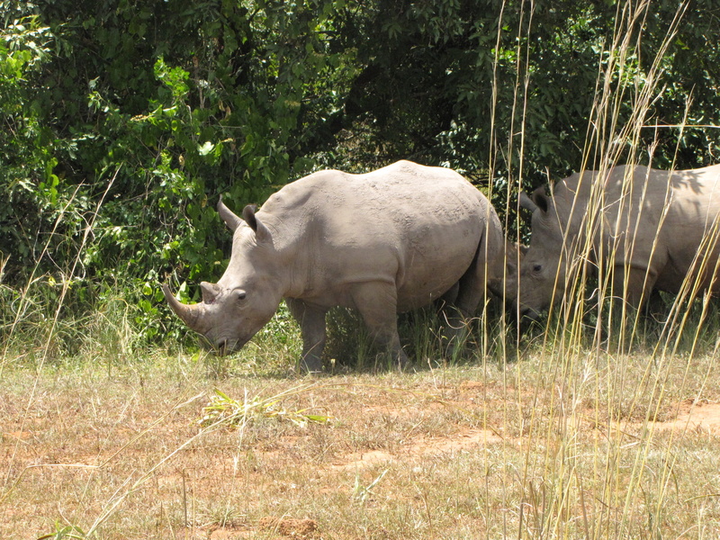 animal wildlife, wildlife, outdoors, 2K, tree, horned, no people, one animal, animal themes, day, nature, white Rhinoceros, safari, national park, animals In The Wild