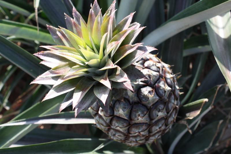 fruit, 1080P, green color, harvesting, focus on foreground, thailand, tropical fruit, close-up, hua hin, pineapple, plant, kui buri, sour, outdoor, plant part