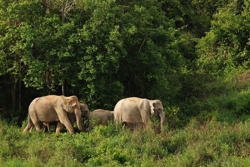 domestic animals, the environment, view wild elephants, prachuap khiri khan, day, land, kui buri, 4K, asia, green, group of animals, animal, wild elephant