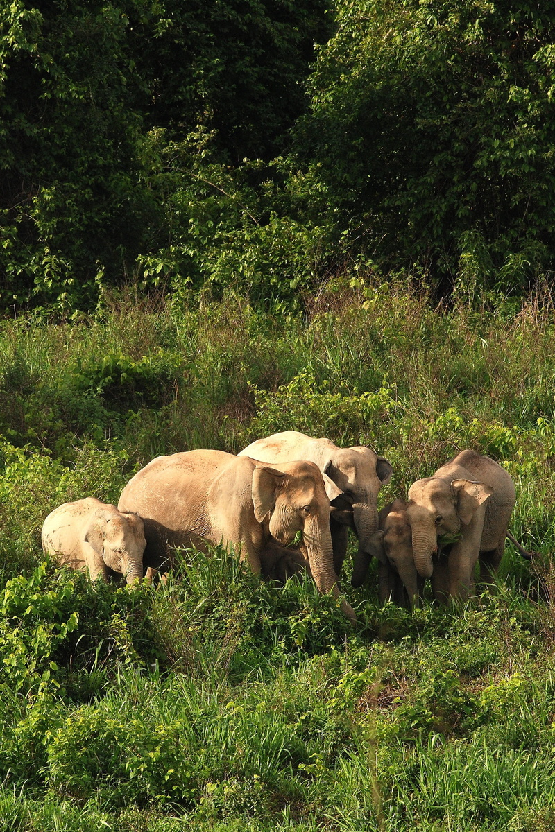 day, view wild elephants, cow, no people, field, animal, mammal, growth, pets, elephant, animals, outdoors, domestic, hua hin, 2K, culture, tree, kui buri