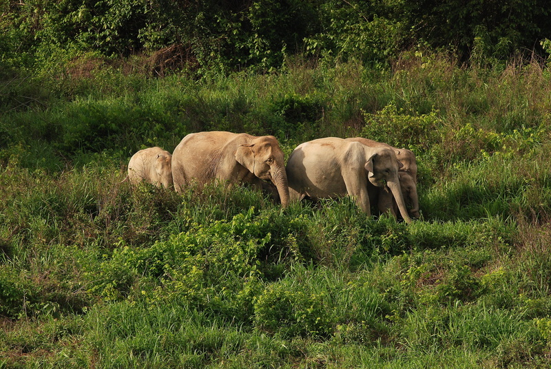 pa, growth, 4K, tree, elephant, nature, conservation, field, animal wildlife, domestic, group of animals, kui buri, the environment, no people, prachuap khiri khan