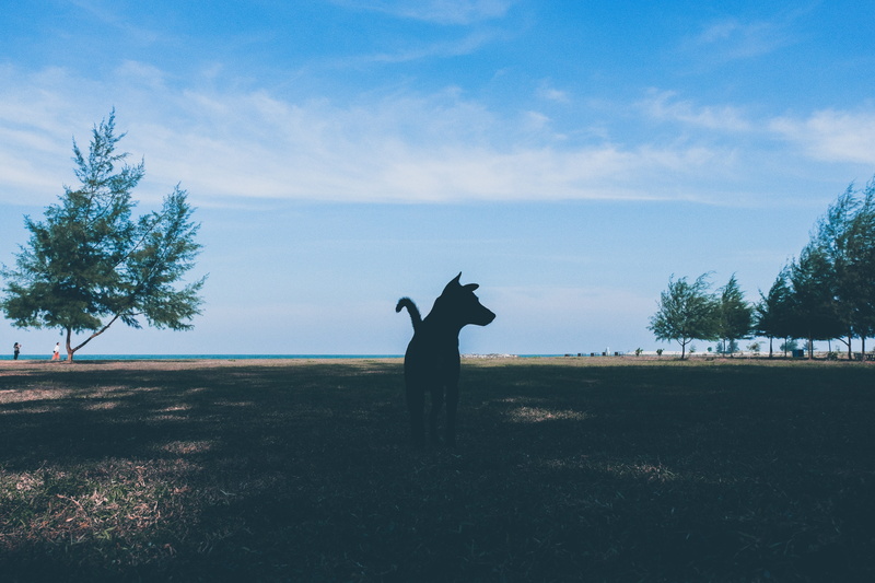 arms raised, pets, pet, field, animal themes, thailand, mammal, one animal, human, tree, prachuap khiri khan, human arm, plant, silhouette, nature, outdoors
