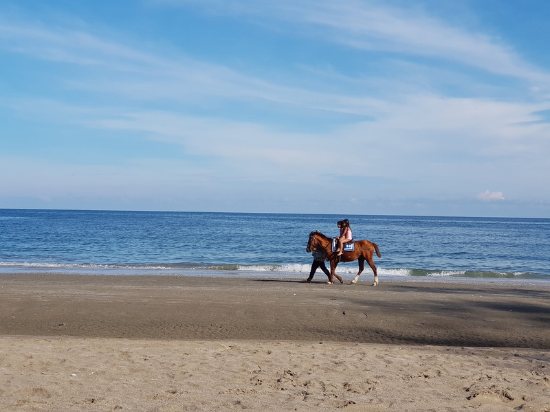 animal wildlife, seashore, domestic animals, horse, tour, sandy beach, horse riding, prachuap khiri khan, hua hin, land, horizon over water, sea, nature