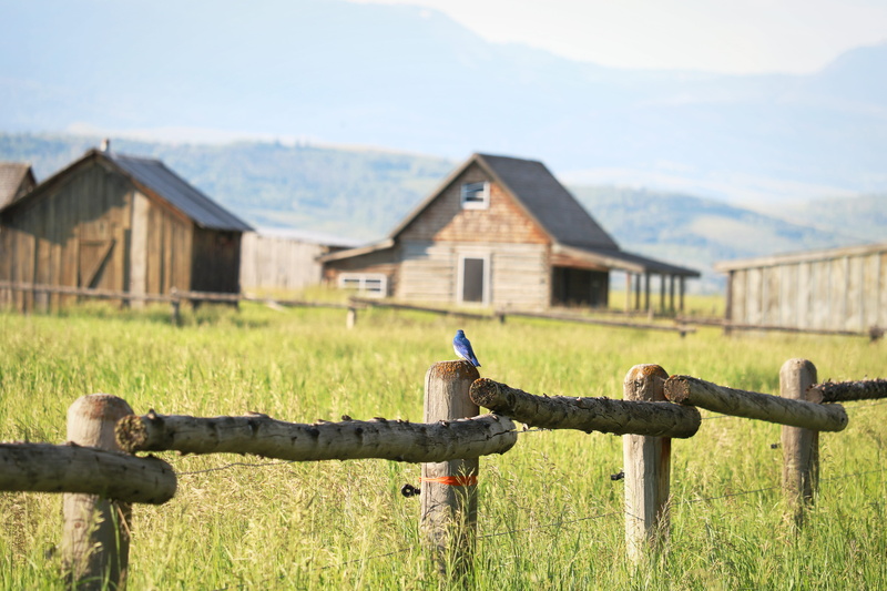 day, pasture, united states, buzzard, wooden post, hawk, animal wildlife, animal, nature, animals in the wild, wing, fence, building exterior, outdoors