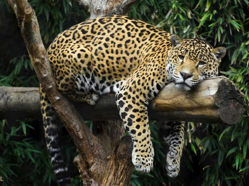 s, jaguar, 1080P, download, rasslabon, log, vacation, Best s