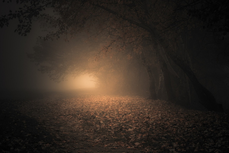 1080P, fall, sunlight, leaves, atmosphere, morning, nature, landscape, dark, Slovakia, trees