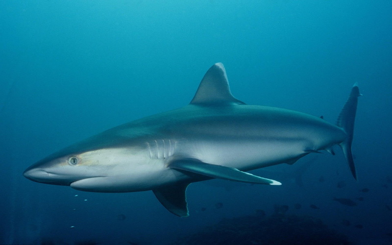 1080P, animals, ryby, glebiny, morskie, sea, zwierzeta, deep, rekin, shark