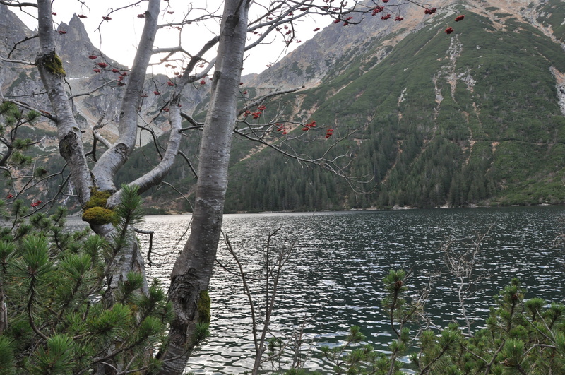 plant, scenics - nature, idyllic, mountains, day, pond, outdoors, poland, 4K, view, tranquil scene, morskie oko, growth, beauty in nature, tatry, tree