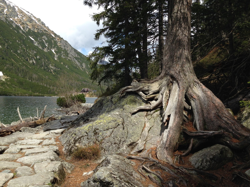 scenics, no people, forest, tree, Mountains, tranquility, tree trunk, non-urban scene, beauty in nature, sky, bark, driftwood, Poland, growth, outdoors