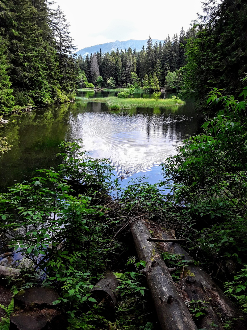plant, tranquility, 2K, vrbické pleso, river, outdoors, flowing, tree, nature, forest, land, flowing water, tranquil scene, demänovská dolina, growth