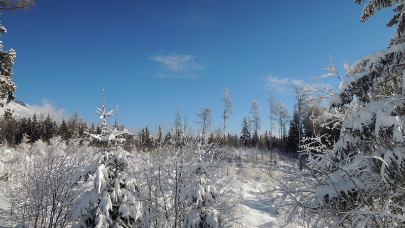 nature, landscape, forest, white color, heaven, cold - Temperature, tranquility, non-urban scene, tree, no people, pine tree, sky, season, day, frozen