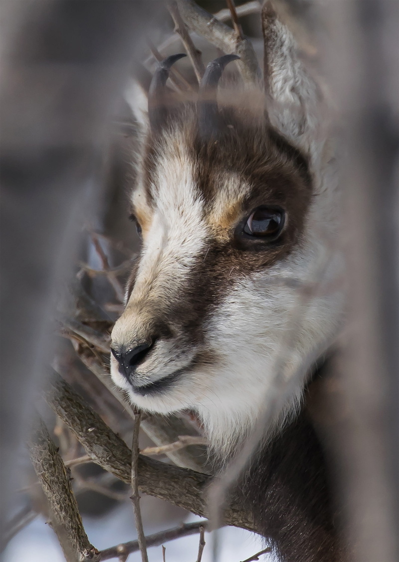 day, calm, focus on foreground, animal themes, domestic animals, herbivorous, snow, vysoké tatry, animal wildlife, animal, selective focus, one animal