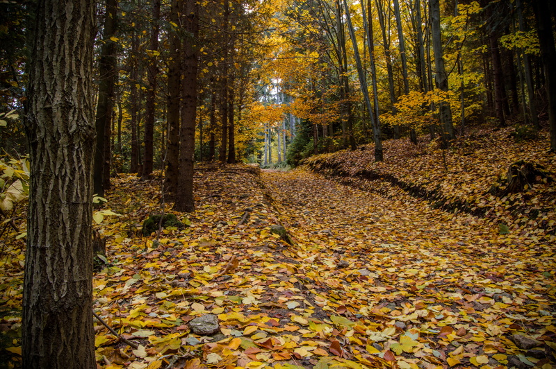 forest, no people, growth, natural condition, beauty in nature, slovakia, outdoors, autumn collection, change, fall, ski, nature, male karpaty, tree, plant
