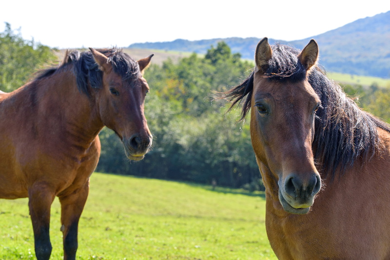 meadow, mount, animal wildlife, outdoors, livestock, horses, domestic, ranch, mammals, dom, race horse, mammal, animal family, pen, animal, landscape, konik