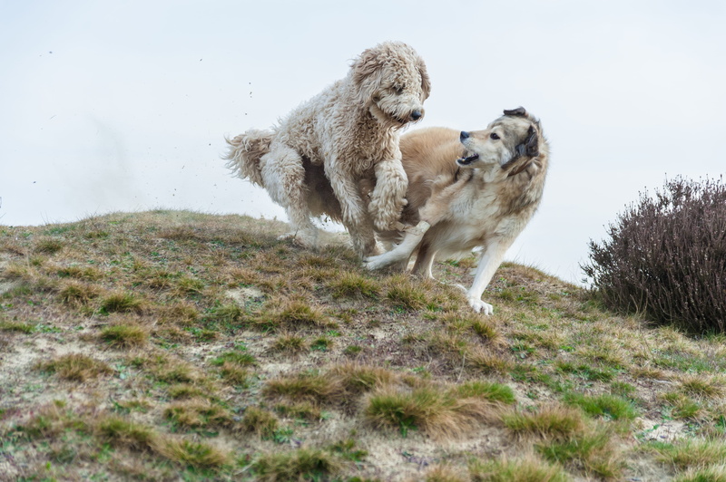 day, one animal, 4K, plant, canine, domestic animals, mountain, animal, mammal, dogs, two, vertebrate, grass, coated, playing, outdoors, no people, cuddling