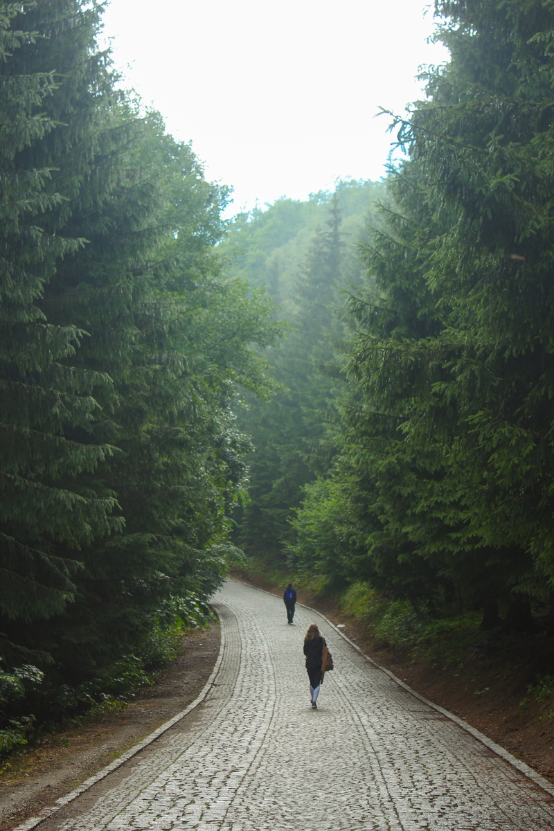 growth, track, green color, 5K, lifestyles, poland, road, plant, walking, real people, footpath, beauty in nature, hike, forest, day, igliczna, direction