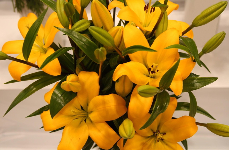 daffodil, decoration, beauty In Nature, lily, leaves, outdoors, summer, plant, flowering plant, backgrounds, colors, tulip, inflorescence, nature, petal