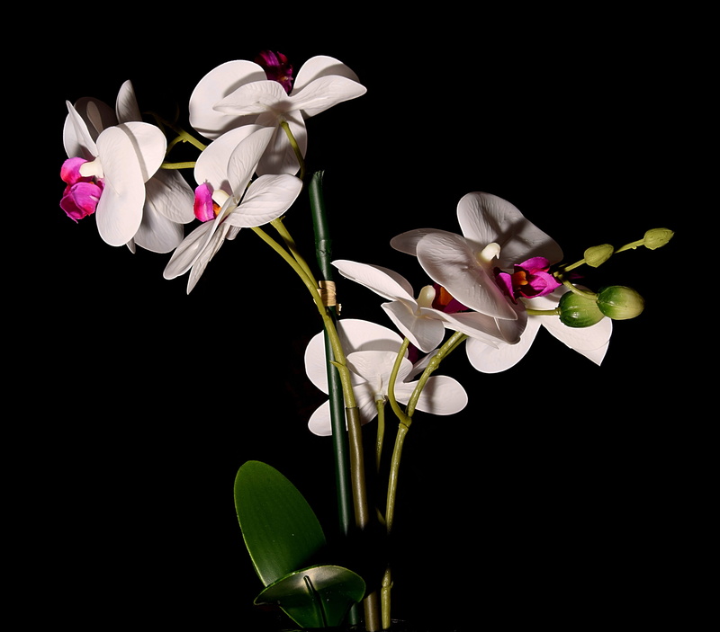 plant, flowers, beauty in nature, close-up, no people, freshness, close, still life, black background, fragility, orchid, vulnerability, white, inflorescence