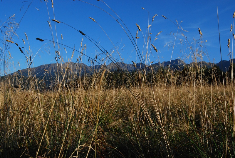 meadow, land, timothy grass, scenics - nature, tranquility, view, nature, beauty in nature, sky, no people, environment, outdoors, tatry, tranquil scene